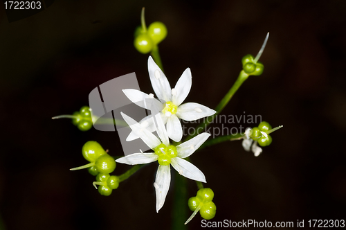 Image of flower of wild garlic