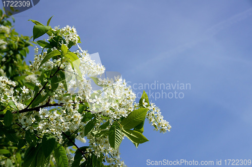 Image of Bird cherry