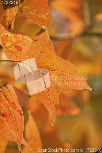 Image of Red leaves forest background