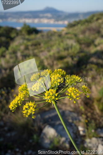 Image of Fennel