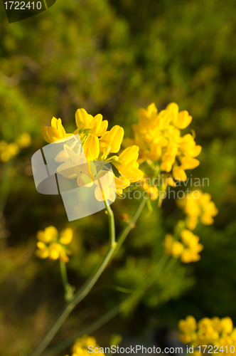 Image of Genista