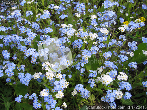 Image of blue and white forget-me-not flowers