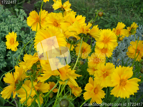Image of beautiful yellow flowers