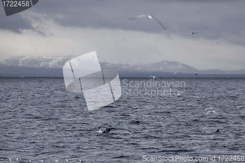 Image of Whale tail