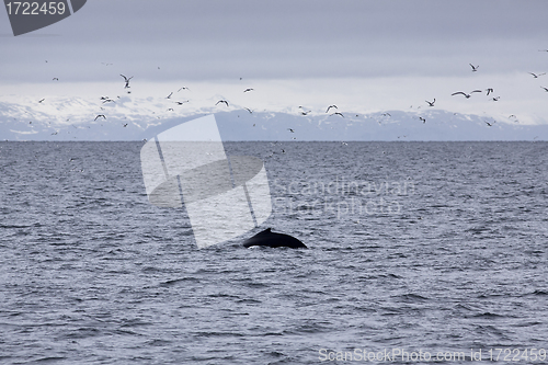 Image of Humpback Whale