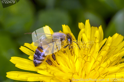 Image of Bee apis mellifica