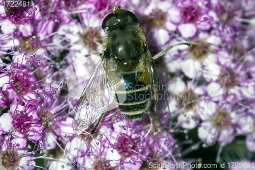 Image of Bee fly