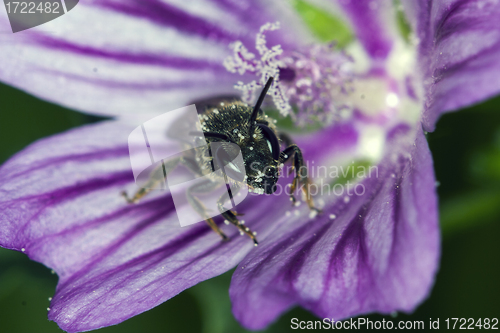 Image of Bee apis mellifica