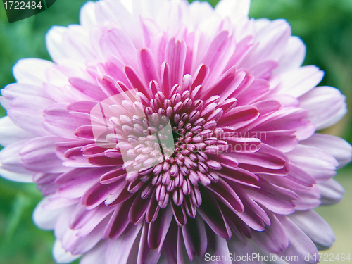 Image of spring flower