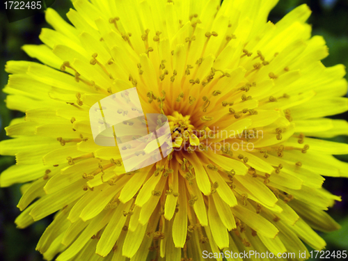Image of spring flower