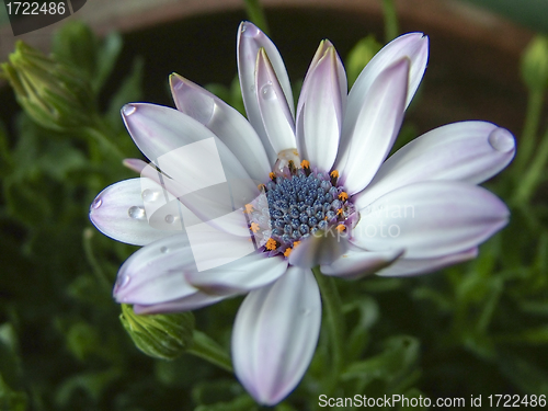 Image of spring flower
