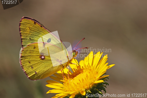 Image of yellow brimstone butterfly