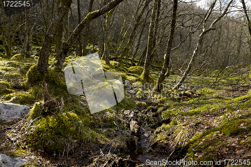 Image of fairy tale forest in norway