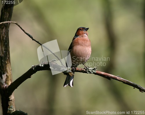 Image of singing chaffinch