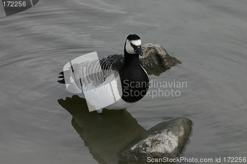 Image of branta leucopsis