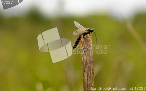 Image of ichneumon wasp 2