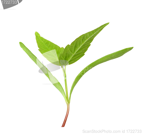 Image of Young green sprout with leaf