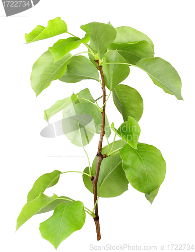 Image of Young sprout of apple-tree with green leaf