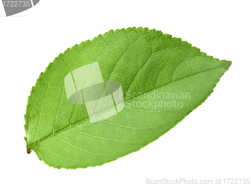 Image of Single green leaf of apple-tree