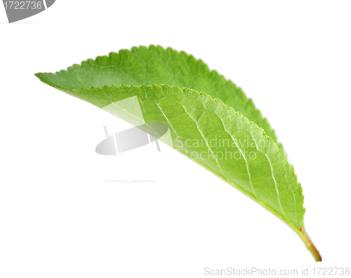 Image of Green leaf of apple-tree