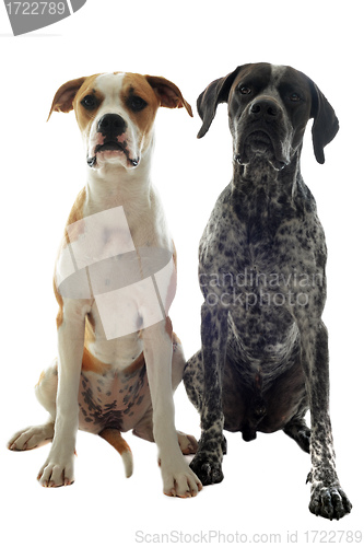 Image of german shorthaired pointer and american bulldog