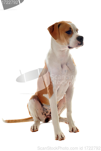 Image of american bulldog 