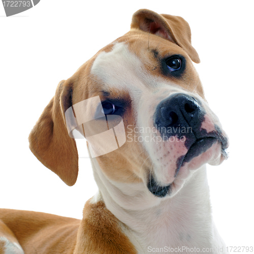 Image of american bulldog 