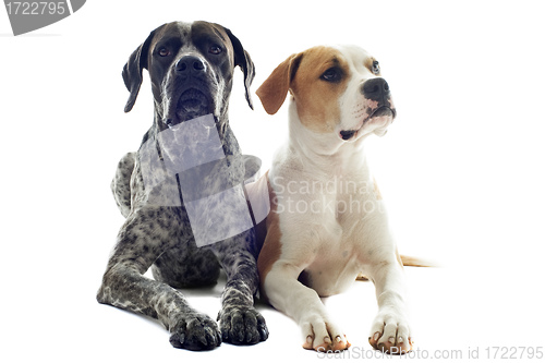 Image of german shorthaired pointer and american bulldog