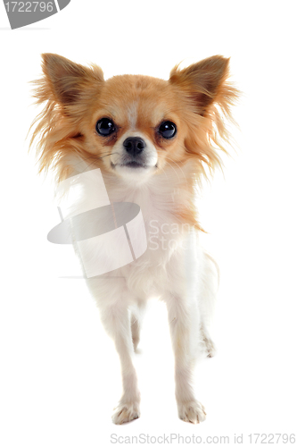 Image of chihuahua