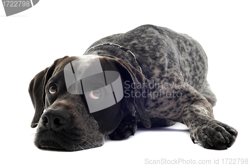 Image of tired  shorthaired pointer