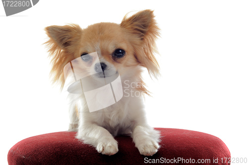 Image of chihuahua