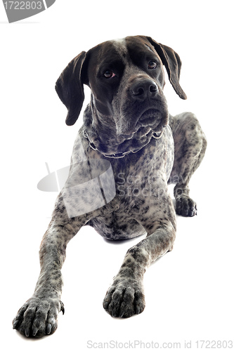 Image of german shorthaired pointer