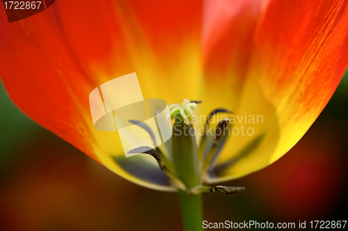 Image of red tulip