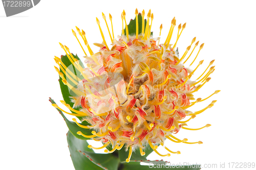 Image of Pincushion Protea
