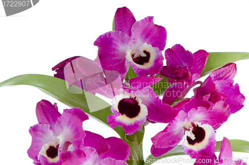 Image of Orchid