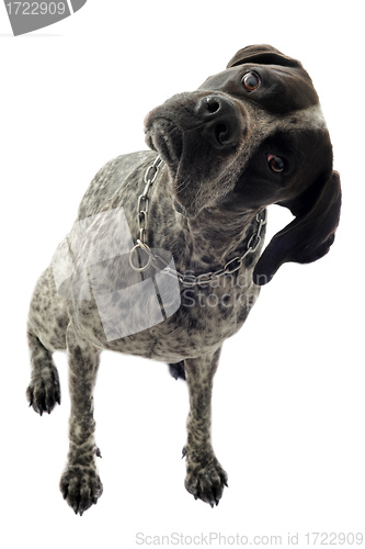 Image of german shorthaired pointer