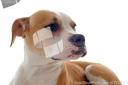 Image of american bulldog 