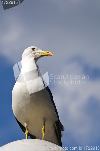 Image of Seagull standing