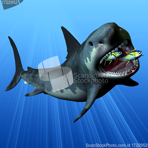 Image of Megalodon