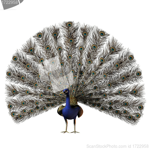 Image of Peacock