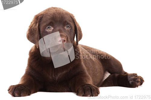 Image of Chocolate Retriever puppy on isolated white