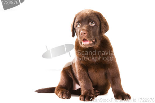 Image of Chocolate Retriever puppy on isolated white