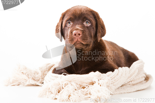 Image of Chocolate Retriever puppy with woolen scarf on white