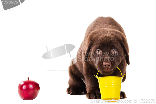 Image of Chocolate Retriever puppy with bucket and apple on isolated white