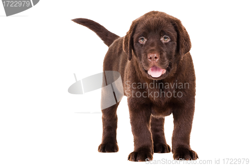 Image of Chocolate Retriever puppy on isolated white