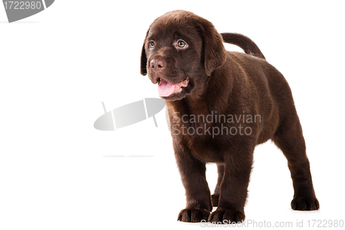 Image of Chocolate Retriever puppy on isolated white