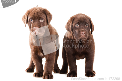 Image of Two Chocolate Retriever puppies on isolated white