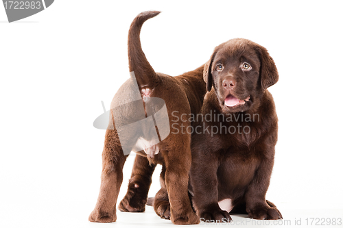 Image of Two Chocolate Retriever puppies on isolated white