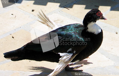 Image of The wings of a duck. Nicosia. Cyprus