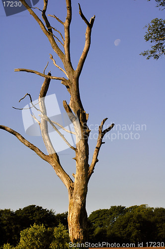 Image of Still Standing